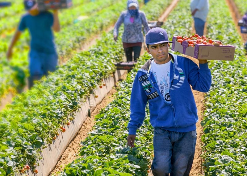 Workers in a field harvest strawberries, with one person in the foreground carrying a box of strawberries.